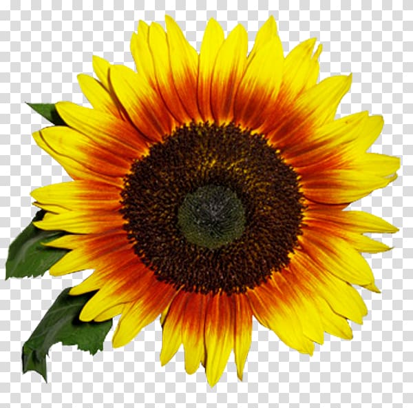 Common sunflower Clytie , sunflower transparent background PNG clipart