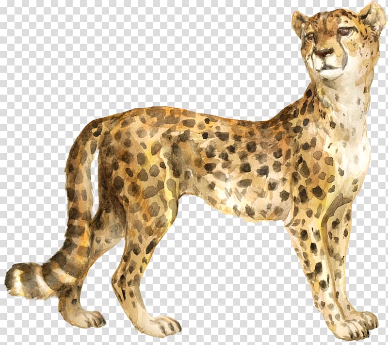 Cheetah The Bedlam Stacks Cat Felidae Cougar, cheetah transparent background PNG clipart