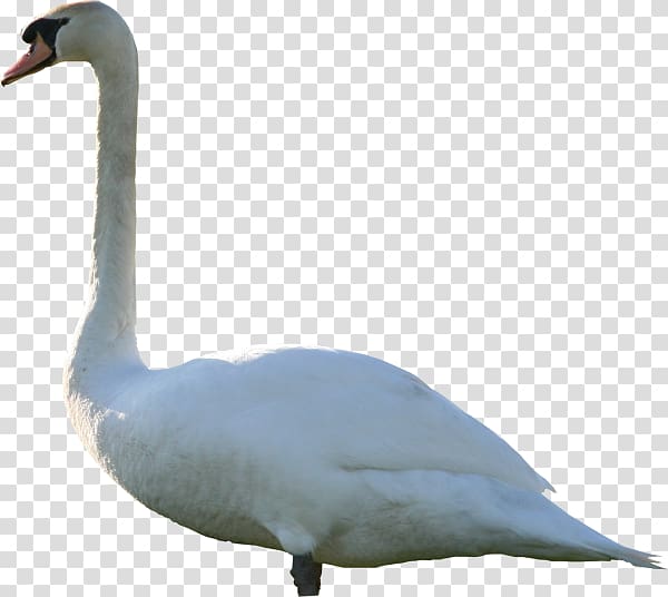 Goose Mute swan Duck, goose transparent background PNG clipart