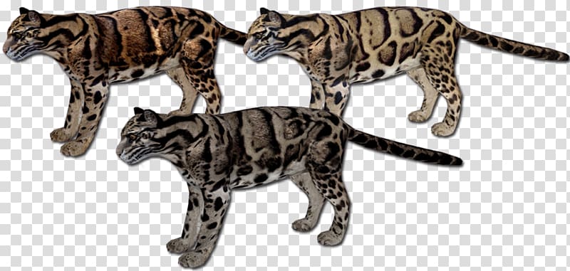 Bengal cat California spangled Savannah cat Wildcat Terrestrial animal, clouded leopard transparent background PNG clipart
