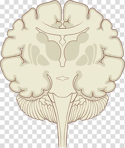 Coronal plane Human brain Subthalamic nucleus, Brain transparent background PNG clipart