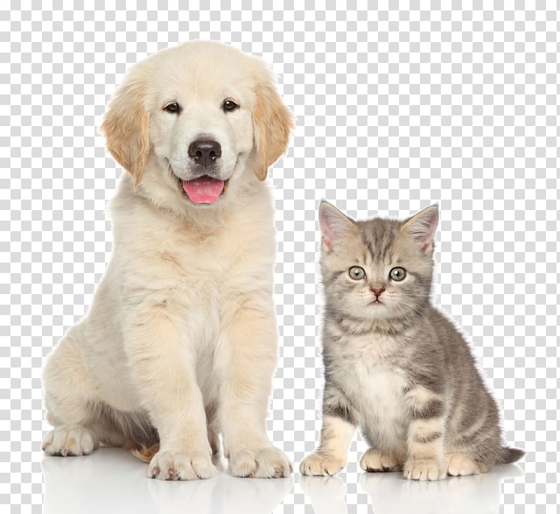 light golden retriever puppy and gray ticked tabby kitten illustration, Dog Cat Kitten Pet sitting, Pet cat and dog transparent background PNG clipart