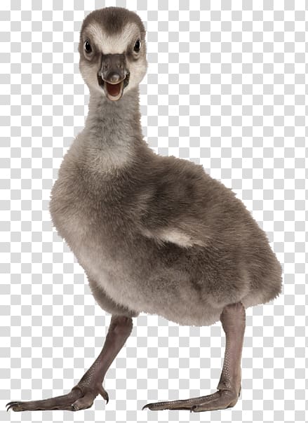 Duck Nene Toulouse goose Domestic goose, Hawaiian Goose transparent background PNG clipart