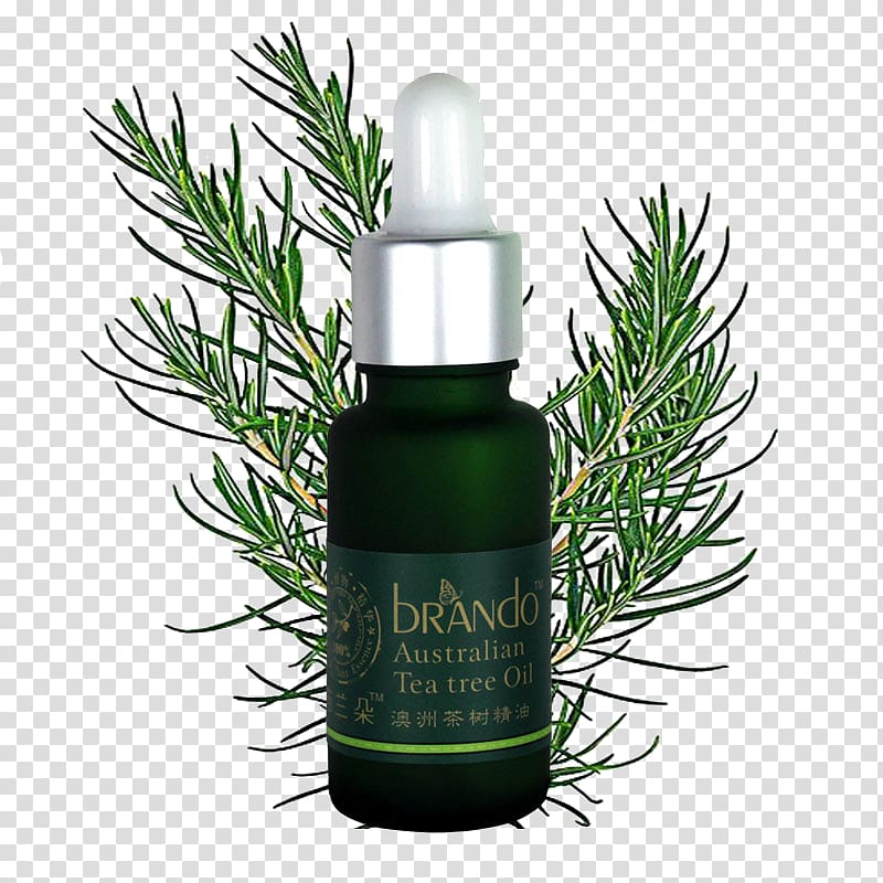 Tea tree oil Distillation Essential oil Extraction, tea tree oil transparent background PNG clipart