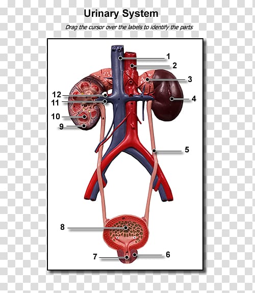 Excretory system Human Anatomy & Physiology Muscle Organ system, urinary transparent background PNG clipart