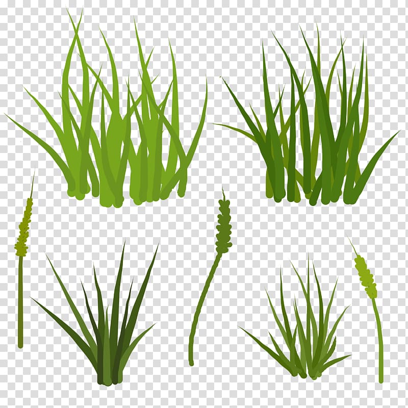 Sweet Grass Vetiver Wheatgrass Plant stem Aquarium, others transparent background PNG clipart