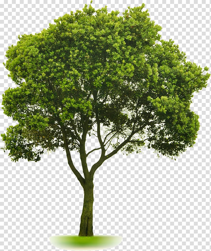 Tree Landscaping Lawn, tree transparent background PNG clipart