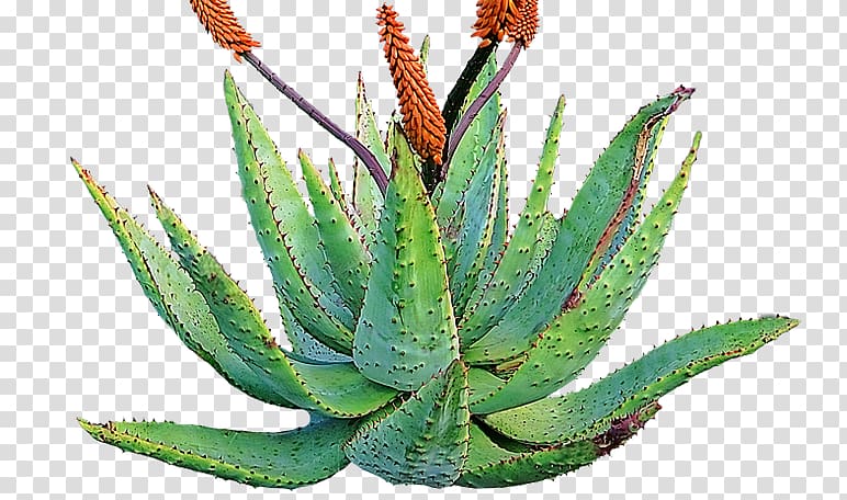 Aloe vera Succulent plant Skin Medicine, plant transparent background PNG clipart