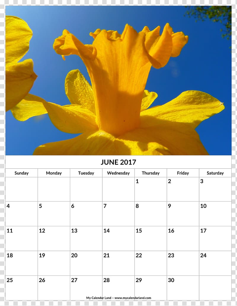 Calendar Bunch-flowered daffodil Narcissus 0, flower transparent background PNG clipart