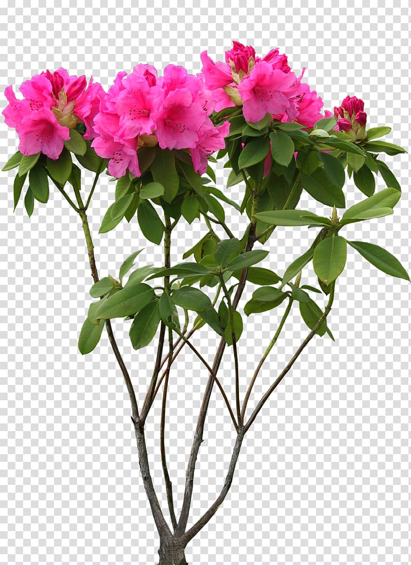 Cut flowers 中国十大名花 , flower transparent background PNG clipart