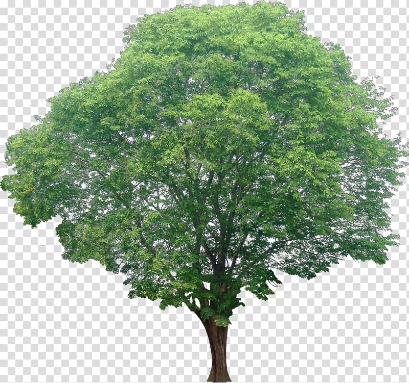 Acer ginnala Red maple Tree Shrub, trees transparent background PNG clipart