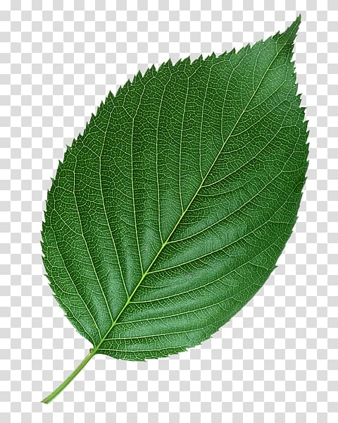 Leaf Petiole Yellow White Species, Leaf transparent background PNG clipart