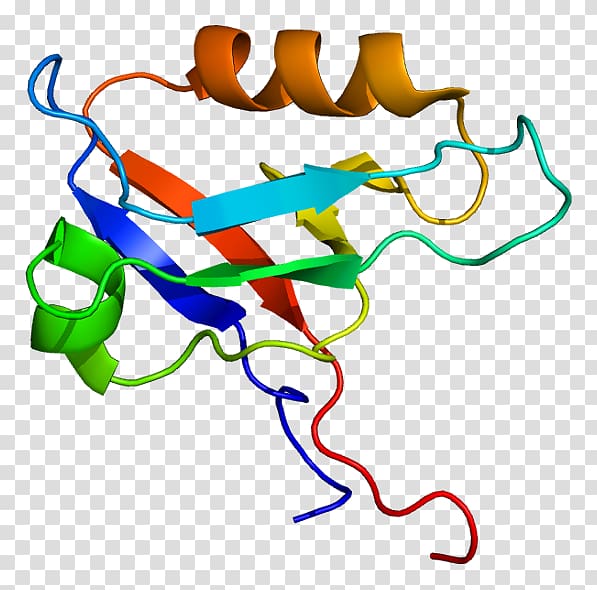 LIN7A Protein Data Bank DLG1 Protein complex, Synaptic Vesicle transparent background PNG clipart