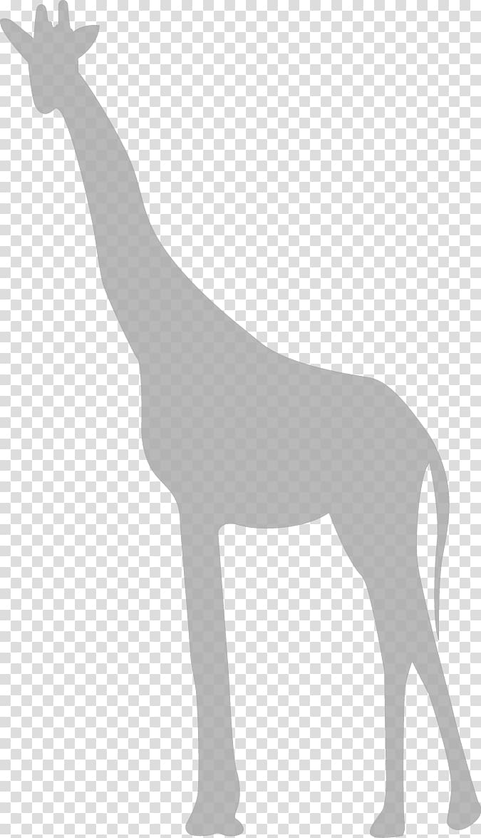 Giraffe , giraffe transparent background PNG clipart