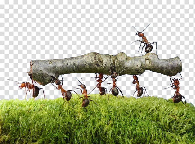 Oecophylla smaragdina Colony Insect Ants Work Together Pest control, Carrying a small ants transparent background PNG clipart