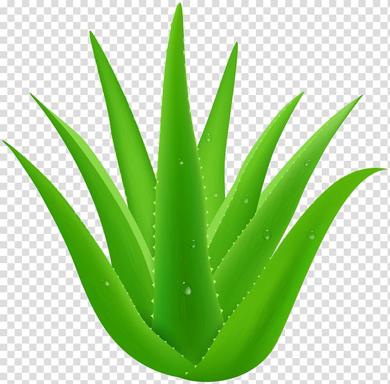 Aloe vera Plant Desktop , aloe transparent background PNG clipart