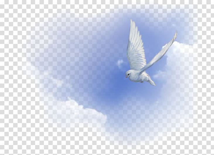 holy spirit dove wallpaper