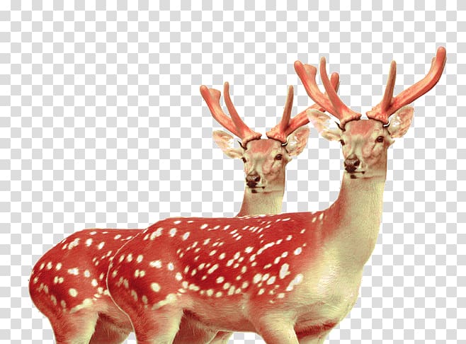 Formosan sika deer Velvet antler Tiger, Red deer transparent background PNG clipart