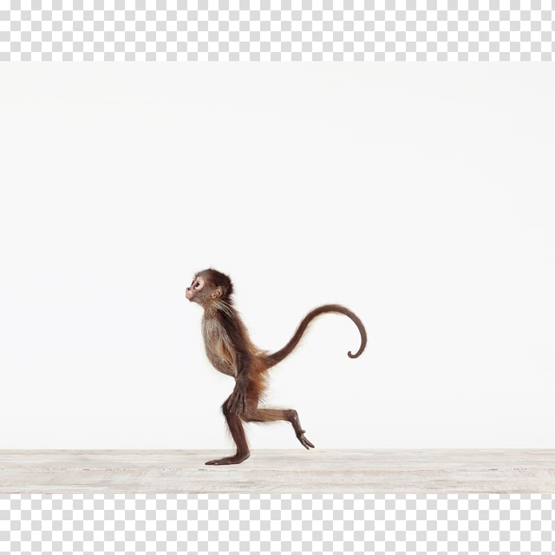 Animal print Monkey Art Paper, monkey transparent background PNG clipart