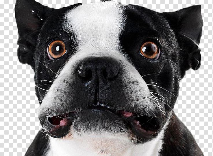 Puppy Boston Terrier American Pit Bull Terrier Pet sitting, puppy transparent background PNG clipart