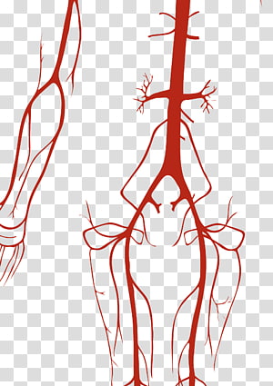 Circulatory System Transparent Background Png Cliparts Free - maosculo roblox png