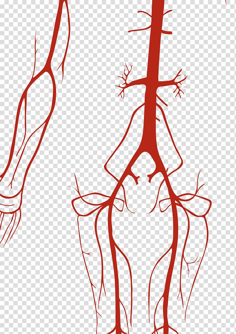 Circulatory system Artery Human body Vein Anatomy, heart transparent background PNG clipart