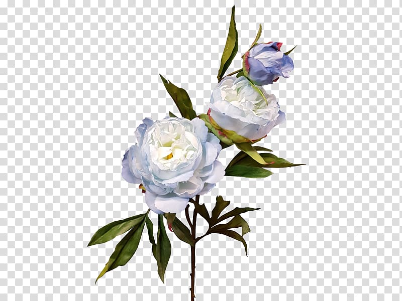 Cut flowers Centifolia roses Rosaceae Plant, bud wedding transparent background PNG clipart