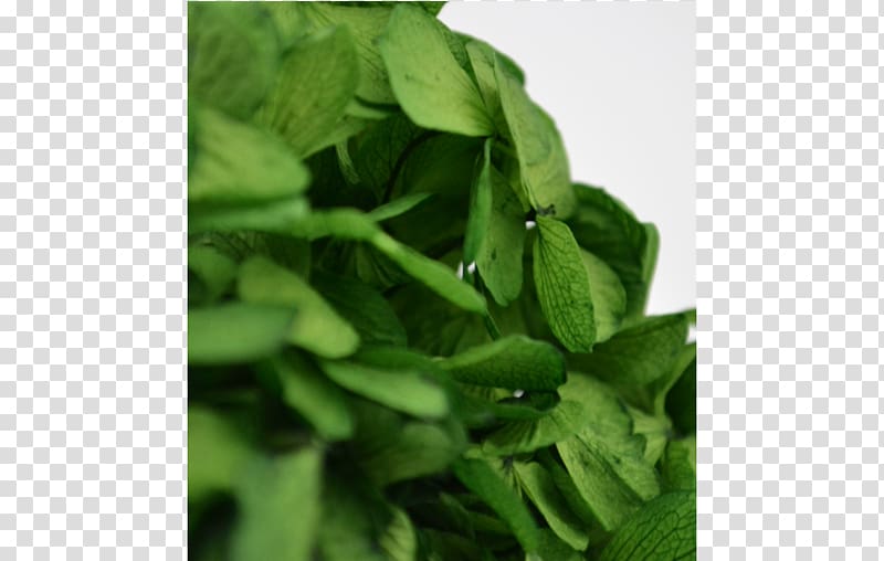 Spinach Herb, hortensie transparent background PNG clipart