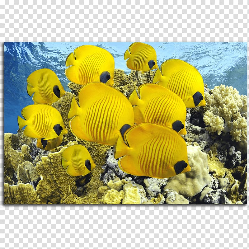 Fish Red Sea Aquarium Yellow Ocean, fish transparent background PNG clipart