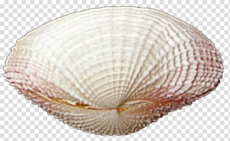 Cockle Conchology Veneroida Seashell Pectinidae, seashell transparent background PNG clipart