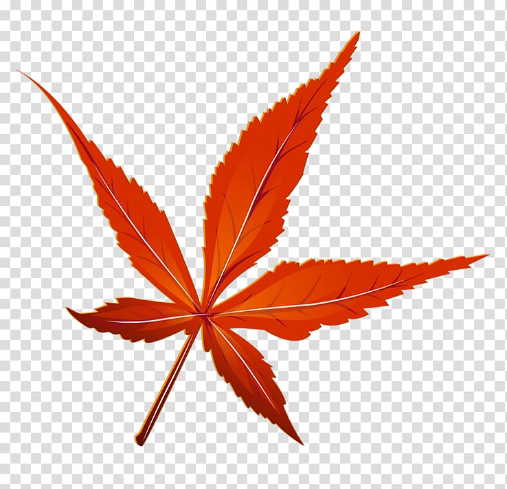 red marijuana leaf illustration, Maple leaf , Red Leaf transparent background PNG clipart