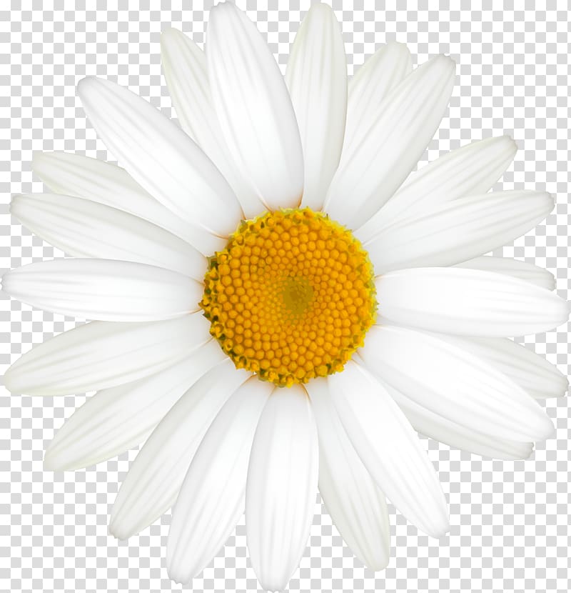 Roman chamomile Oxeye daisy Daisy family German chamomile, camomile transparent background PNG clipart