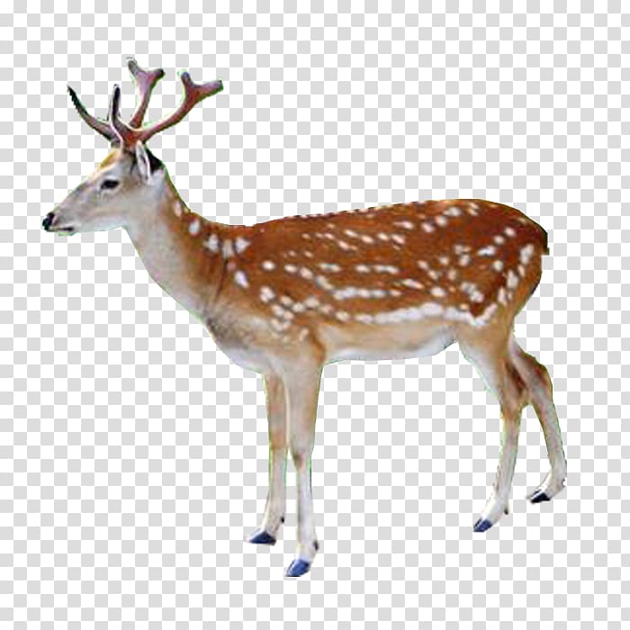 brown reindeer, White-tailed deer Red deer Reindeer Elk, Deer transparent background PNG clipart