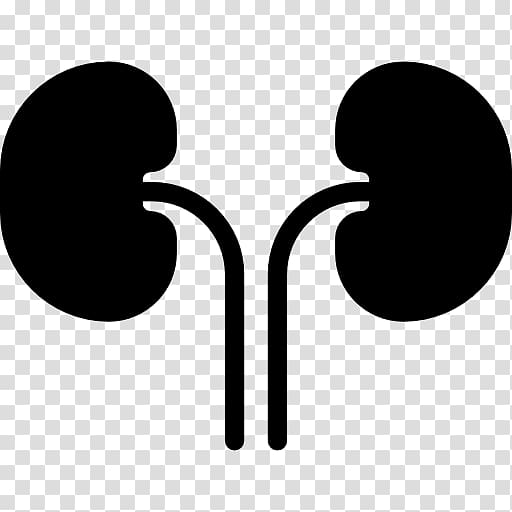 Kidney Human body, others transparent background PNG clipart