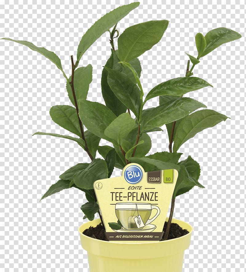 Green tea Tea plant Sencha Embryophyta, green tea transparent background PNG clipart