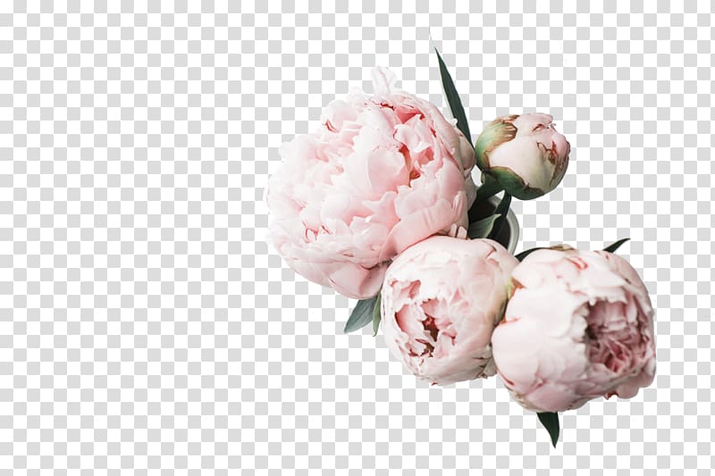 white and pink flowers, Desktop Peony High-definition television Computer , peonies transparent background PNG clipart