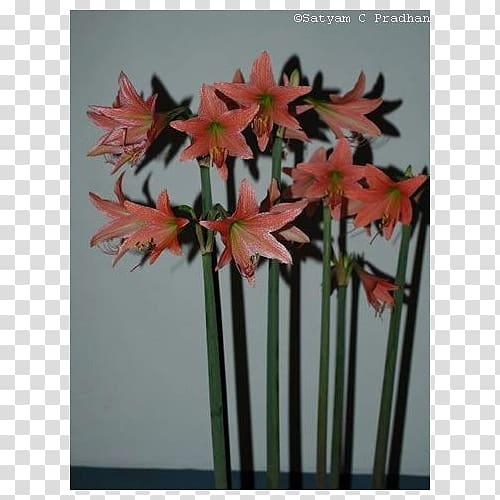Amaryllis Jersey lily Houseplant Artificial flower Plant stem, squill transparent background PNG clipart