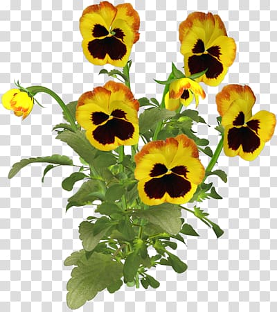 Pansy , others transparent background PNG clipart