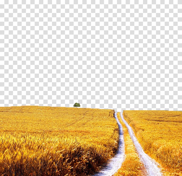 golden paddy field transparent background PNG clipart