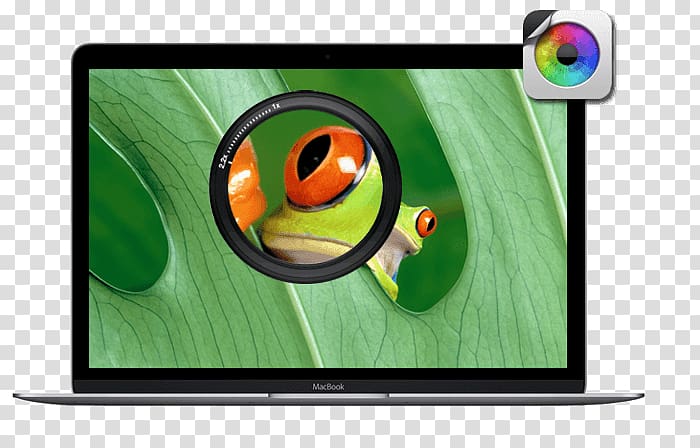 Television set Tree frog Computer Monitors, frog transparent background PNG clipart