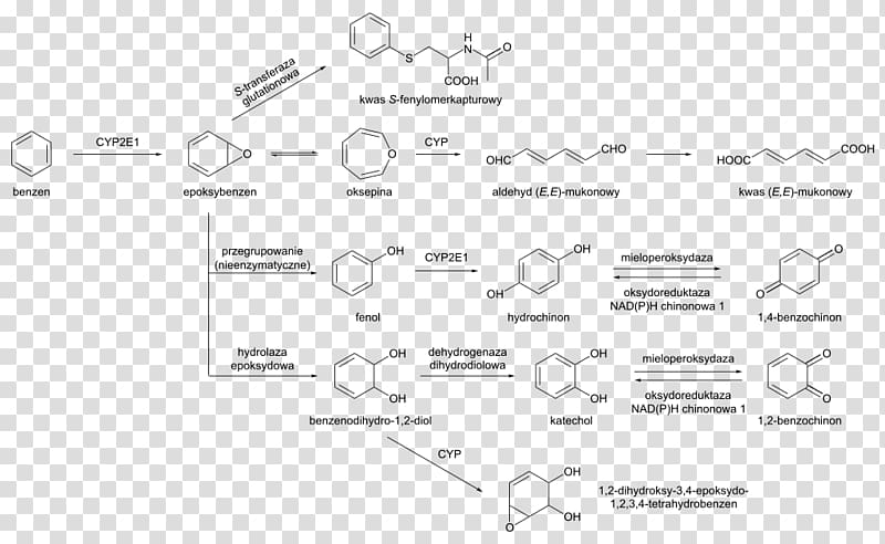 Wikimedia Commons Benzene Wikimedia Foundation Wikipedia, Pathways transparent background PNG clipart