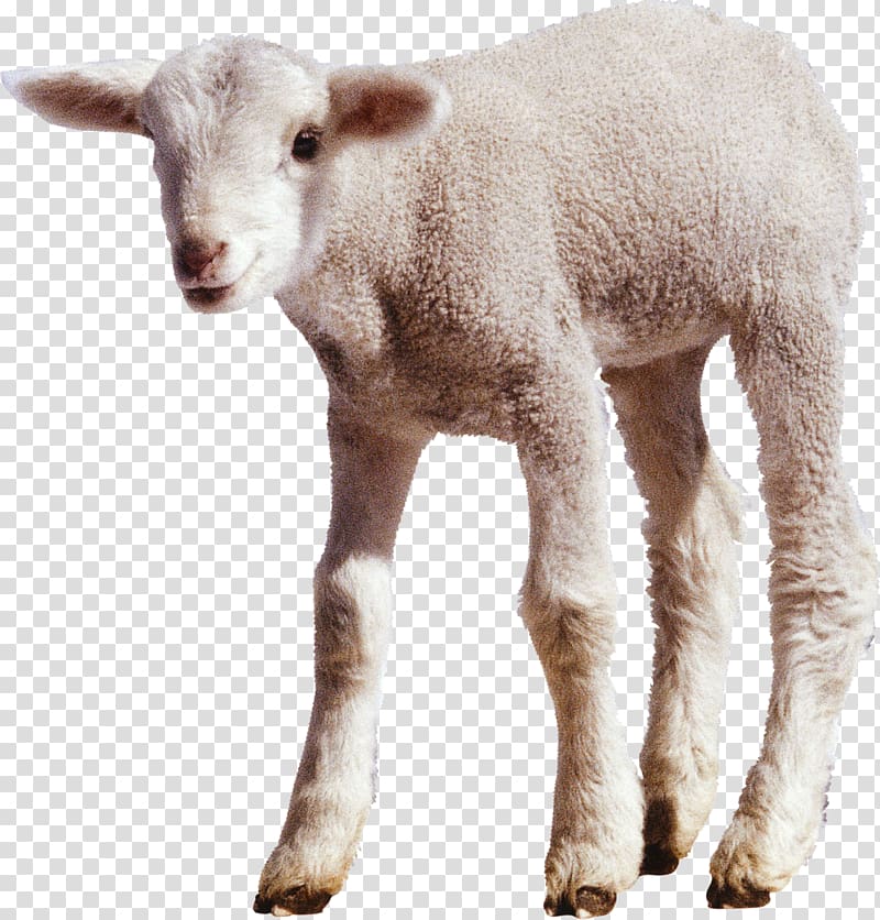 Sheep Cattle , sheep transparent background PNG clipart
