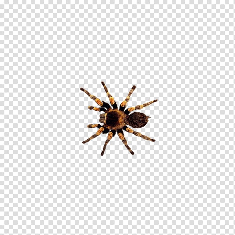 Spider Insect , insect,insect transparent background PNG clipart