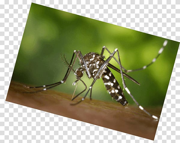 Velilla de San Antonio Mosquito Insect Bus West Nile virus, mosquito protection transparent background PNG clipart