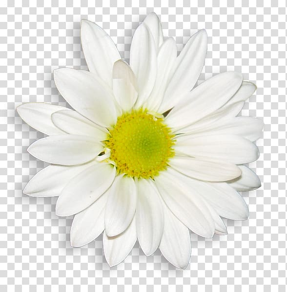 Common daisy Flower bouquet Wedding dress White, flower transparent background PNG clipart