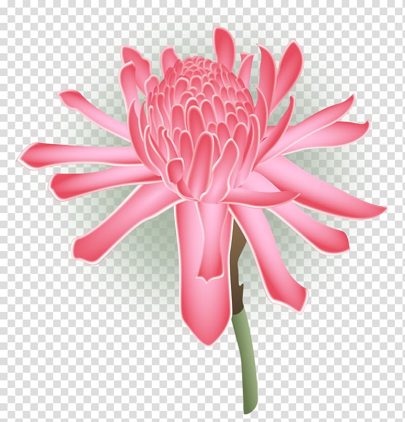 Cut flowers Chrysanthemum Transvaal daisy Daisy family, tropical flower transparent background PNG clipart
