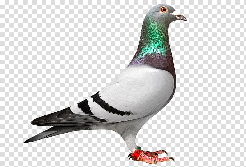 gray and green pegion illustration, Homing pigeon Racing Homer Columbidae Bird Pigeon racing, white pigeon transparent background PNG clipart