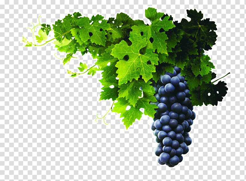 Wine Kyoho Grape pie, wine transparent background PNG clipart