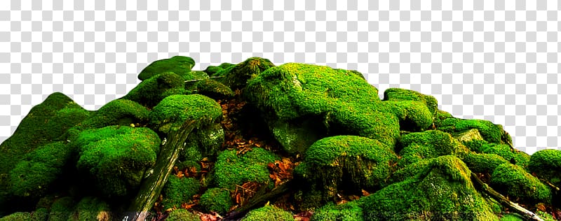 green grass art, Landscape Moss Nature Stone, Moss and stones transparent background PNG clipart