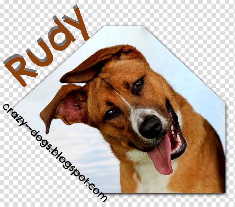 English Foxhound Beagle Harrier Dog breed Treeing Walker Coonhound, crazy dog transparent background PNG clipart